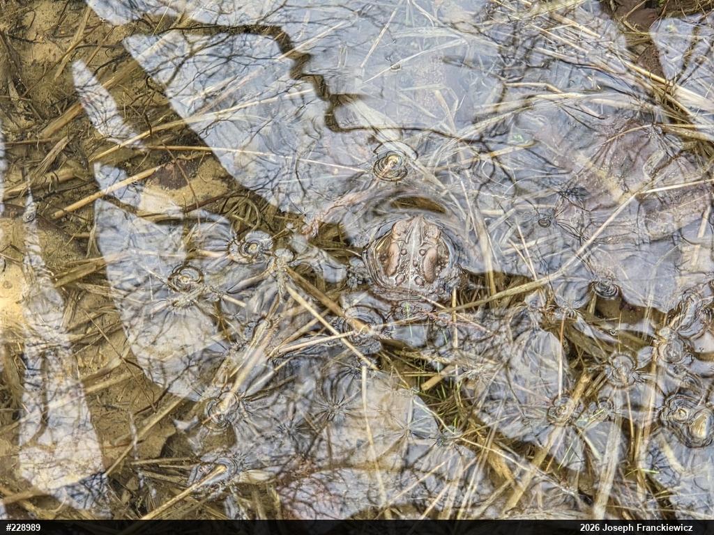 Eastern American Toad