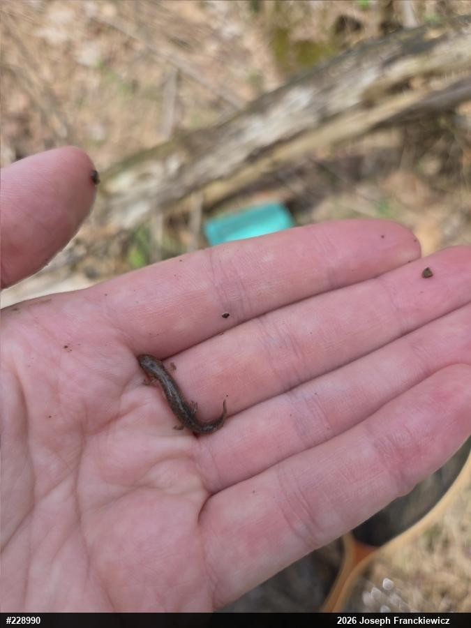 Northern Two-lined Salamander