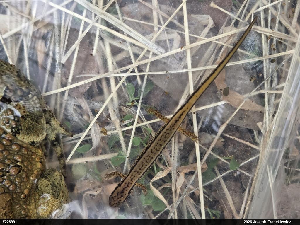 Northern Two-lined Salamander