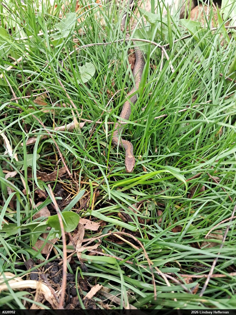 Red-bellied Snake