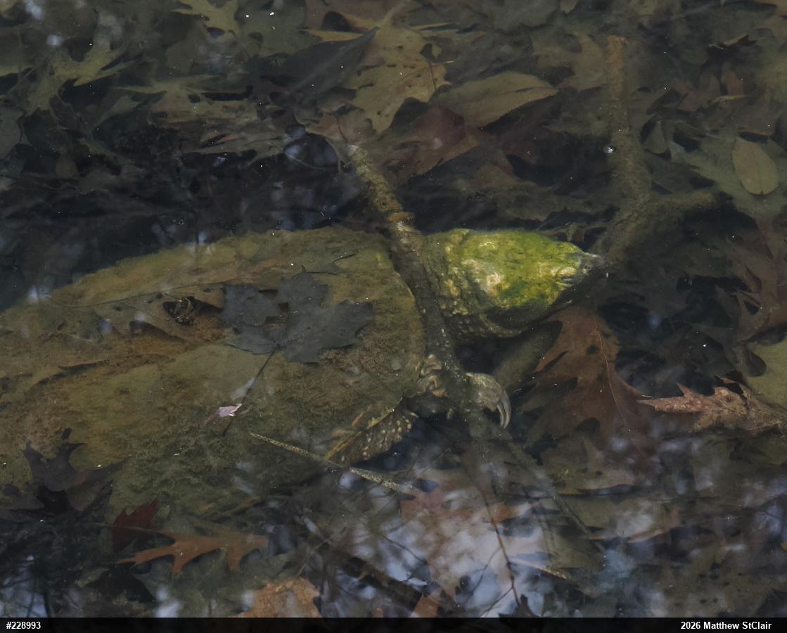 Snapping Turtle