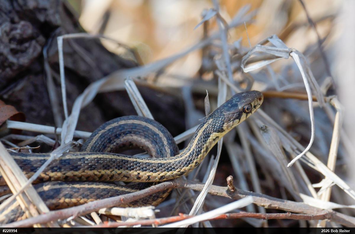 Eastern Gartersnake