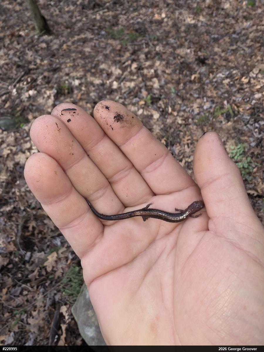 Eastern Red-backed  Salamander