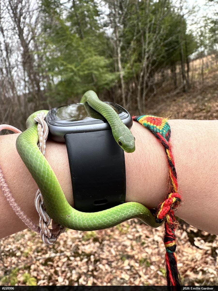Smooth Greensnake