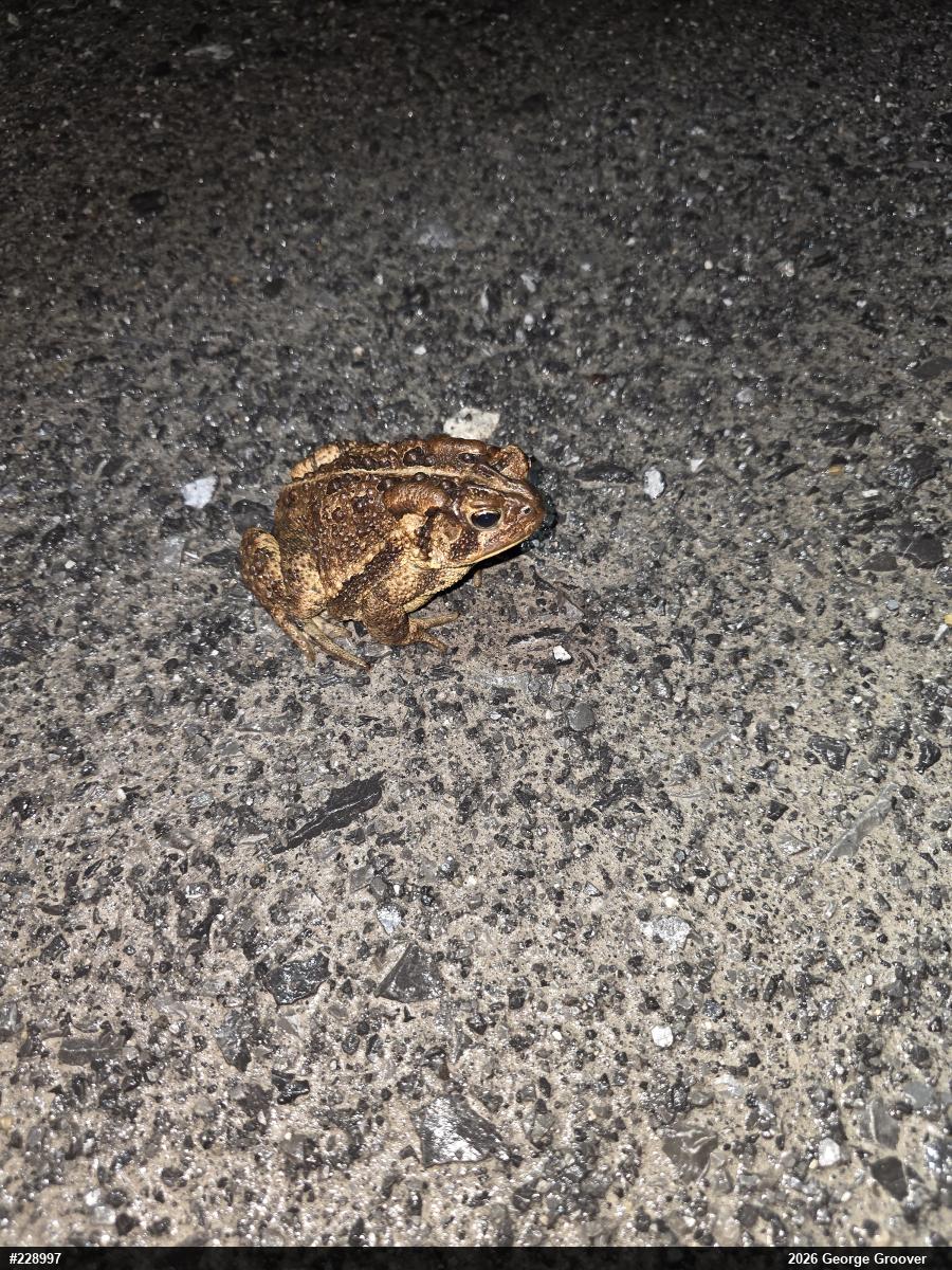 Eastern American Toad