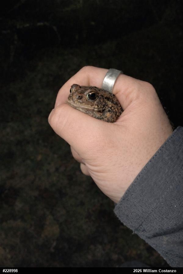 Eastern American Toad