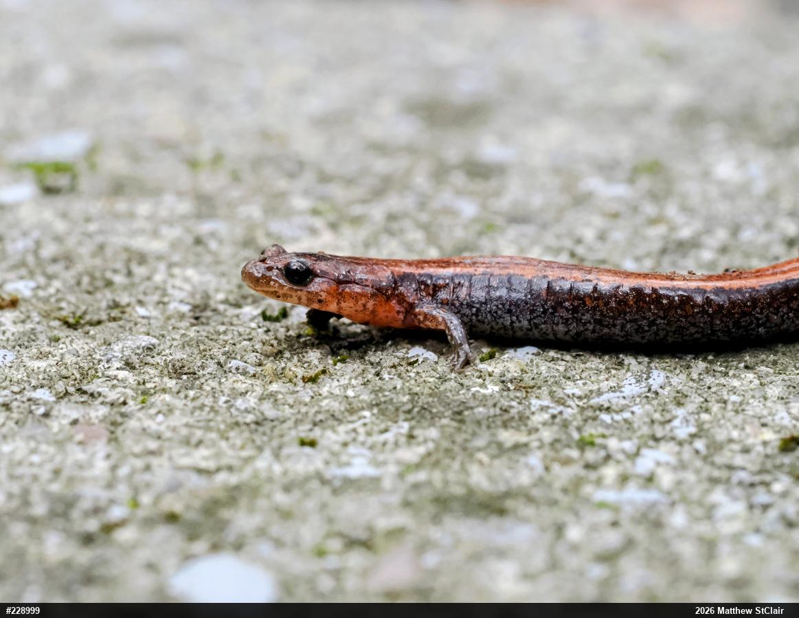 Eastern Red-backed  Salamander
