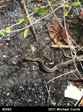 Eastern Gartersnake