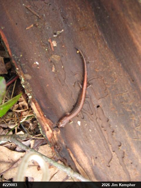 Eastern Red-backed  Salamander
