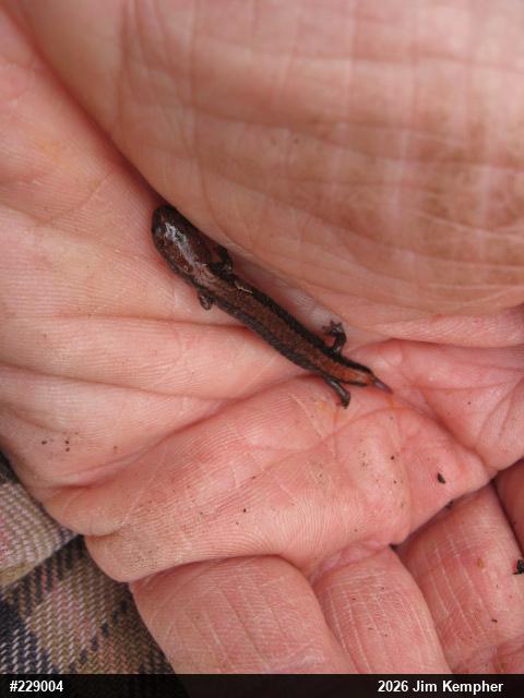 Eastern Red-backed  Salamander