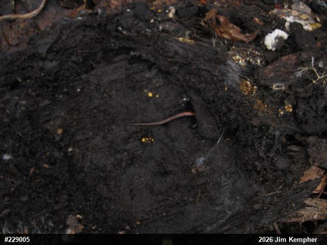 Eastern Red-backed  Salamander
