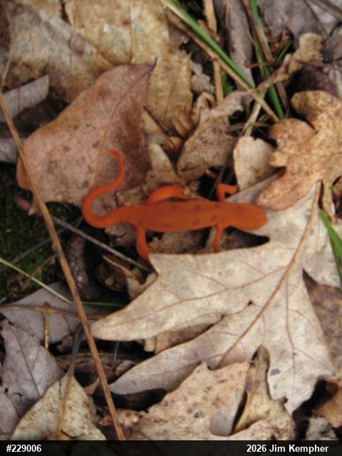 Red-spotted Newt