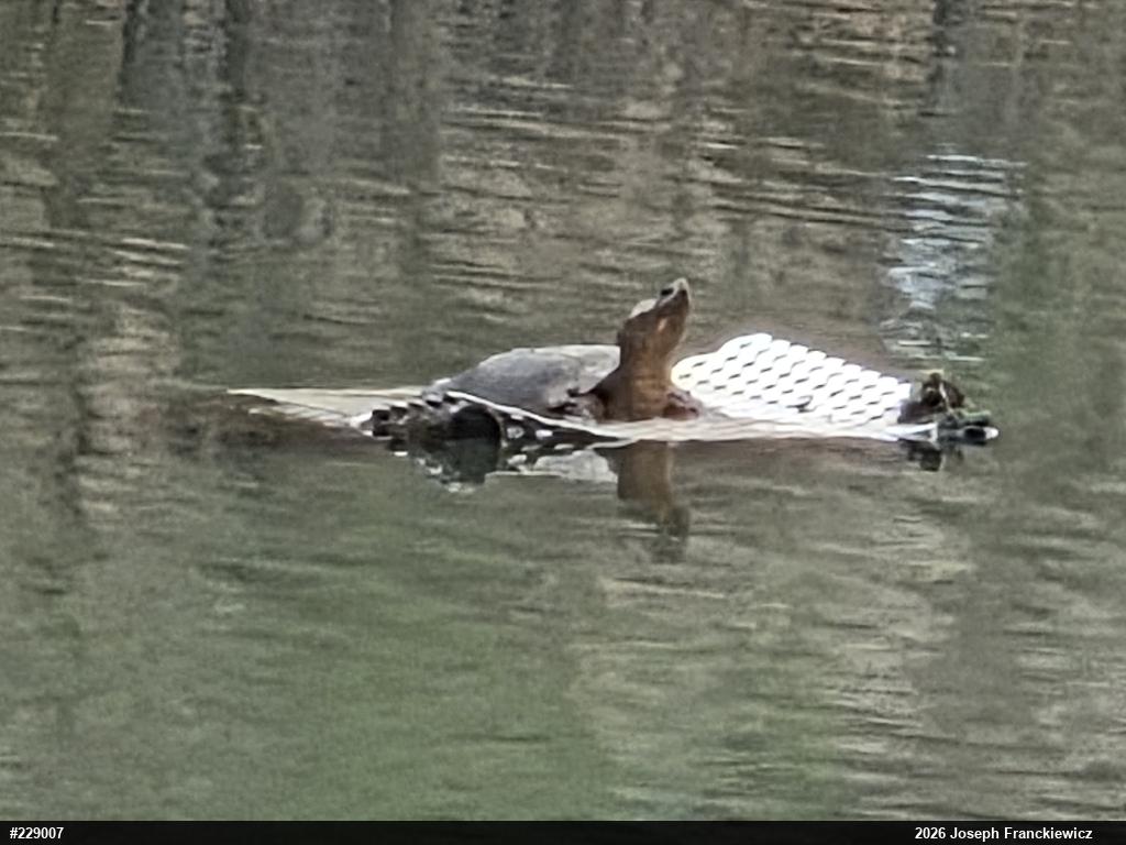 Snapping Turtle