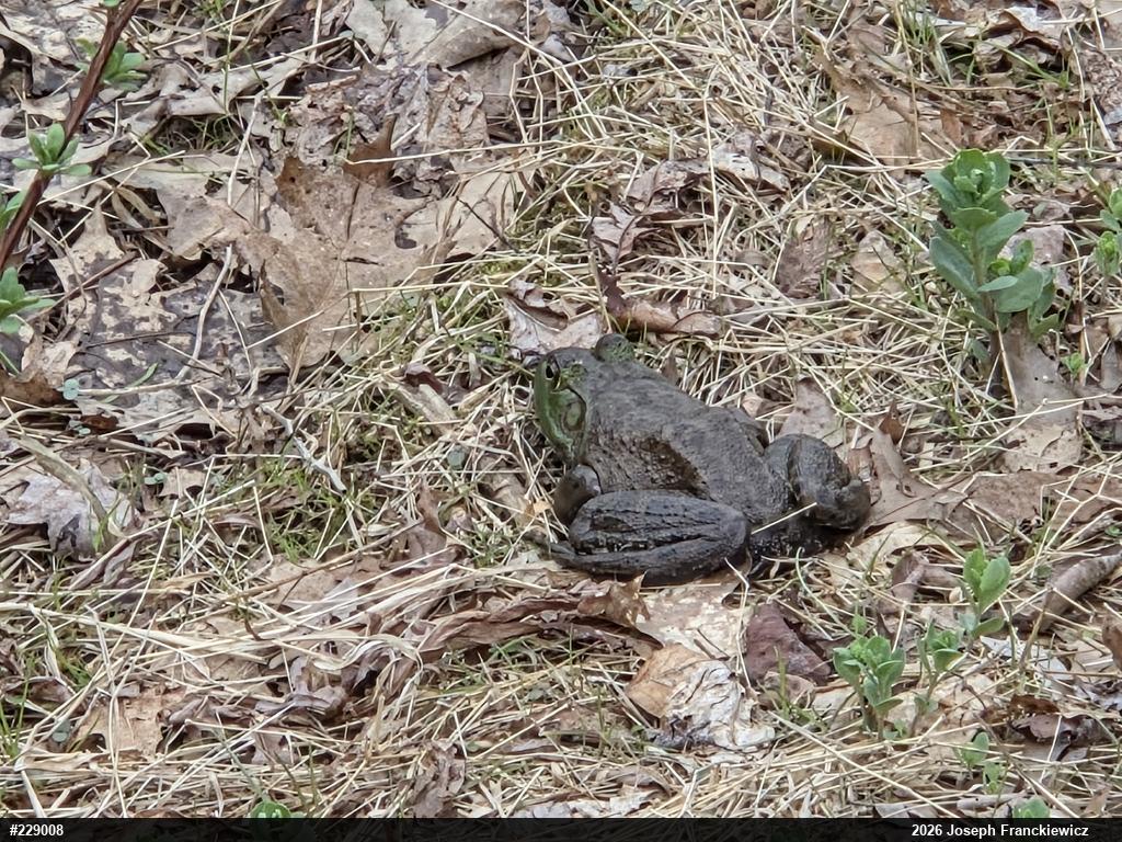 American Bullfrog