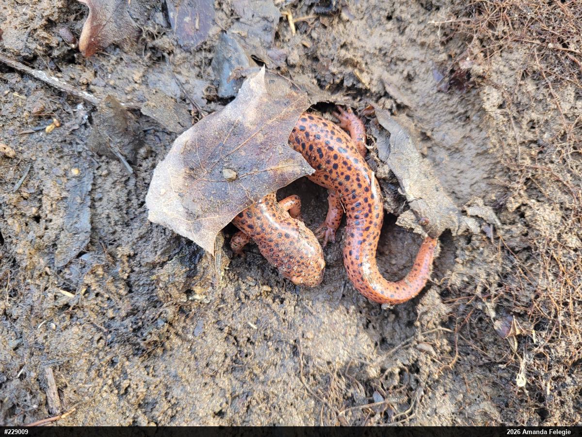 Northern Red Salamander