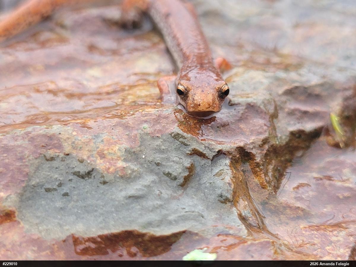 Four-toed Salamander
