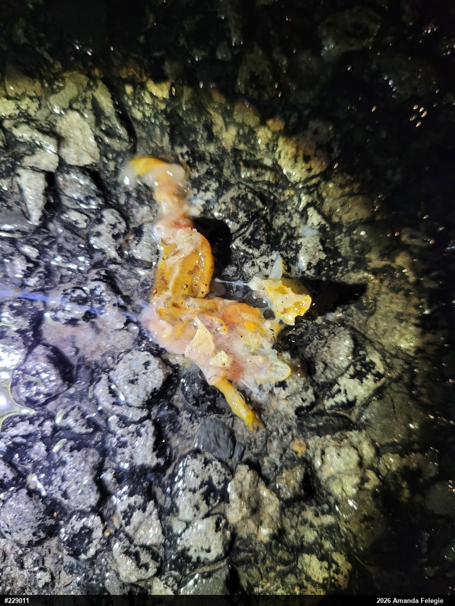 Red-spotted Newt