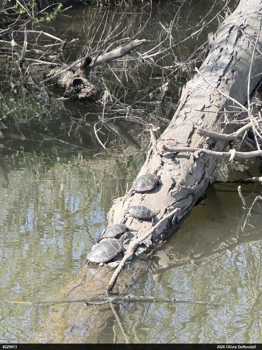 Painted Turtle