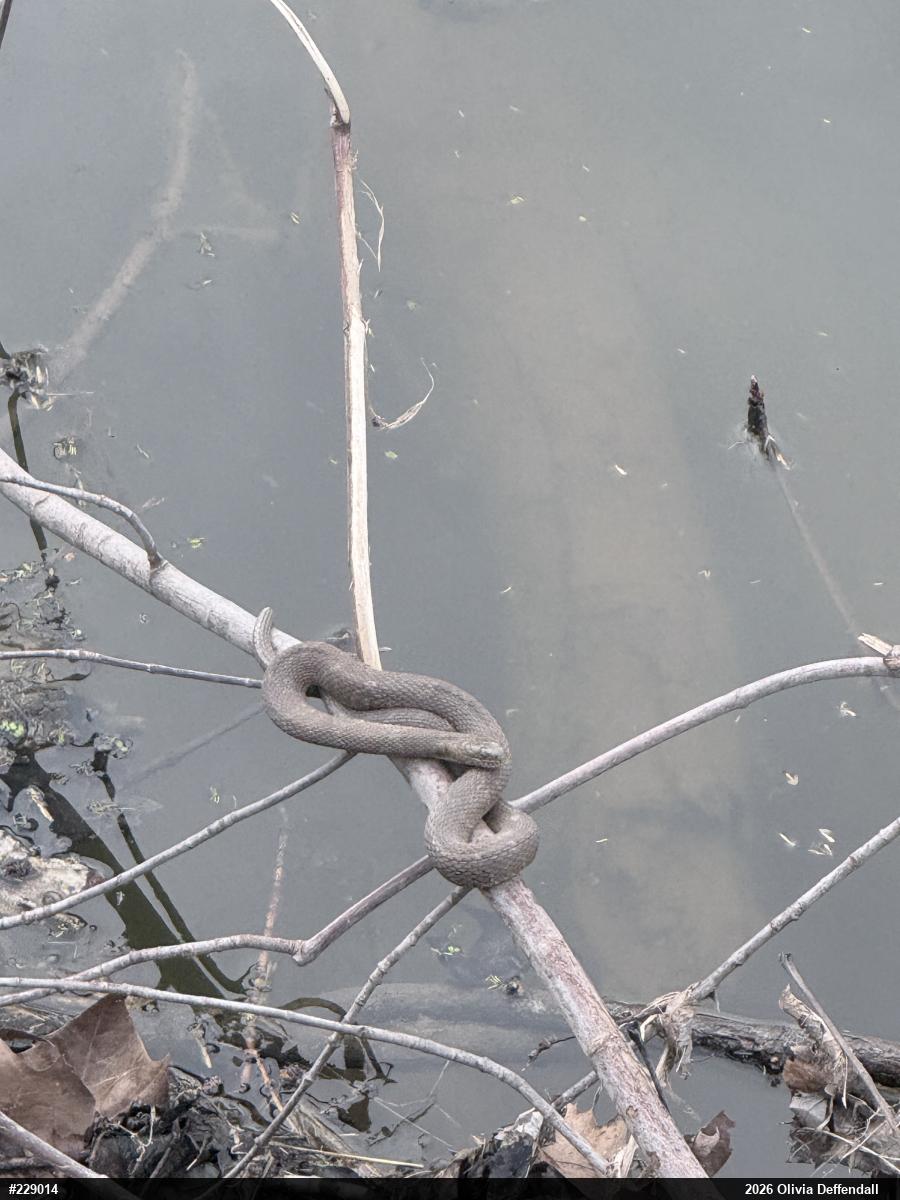 Northern Watersnake