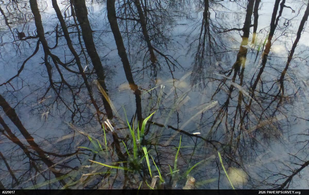 Spotted Salamander
