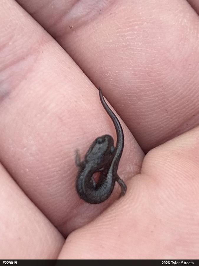Valley And Ridge Salamander