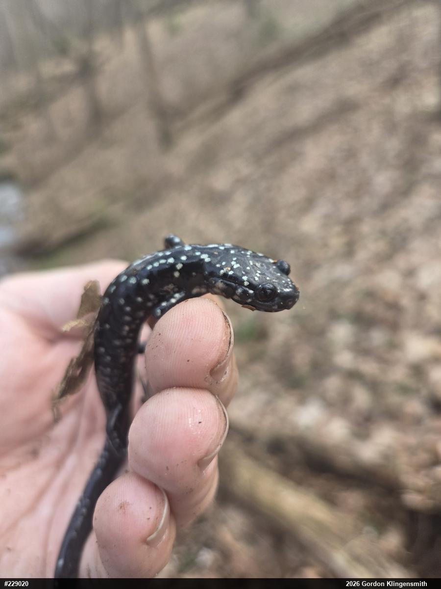 Northern Slimy Salamander