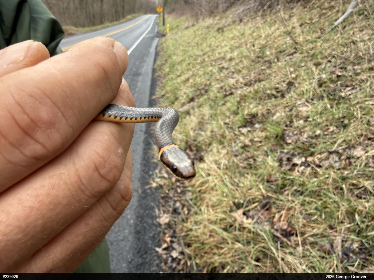 Northern Ring-necked Snake