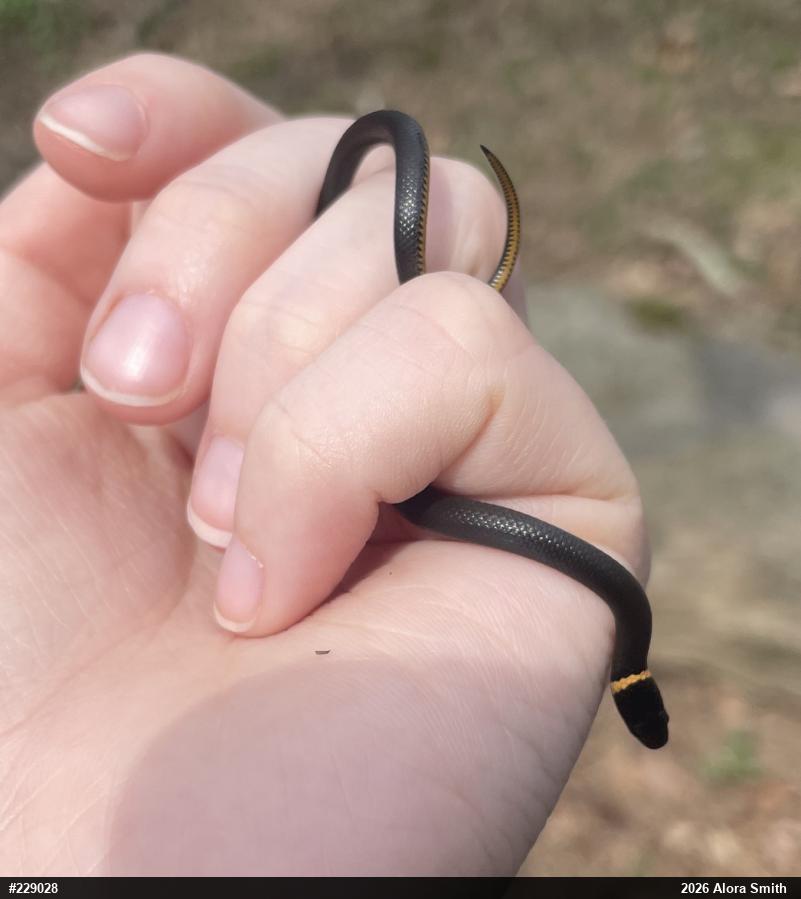 Northern Ring-necked Snake