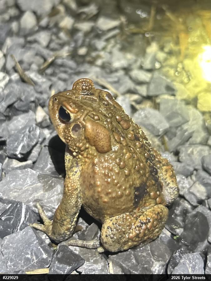 Eastern American Toad