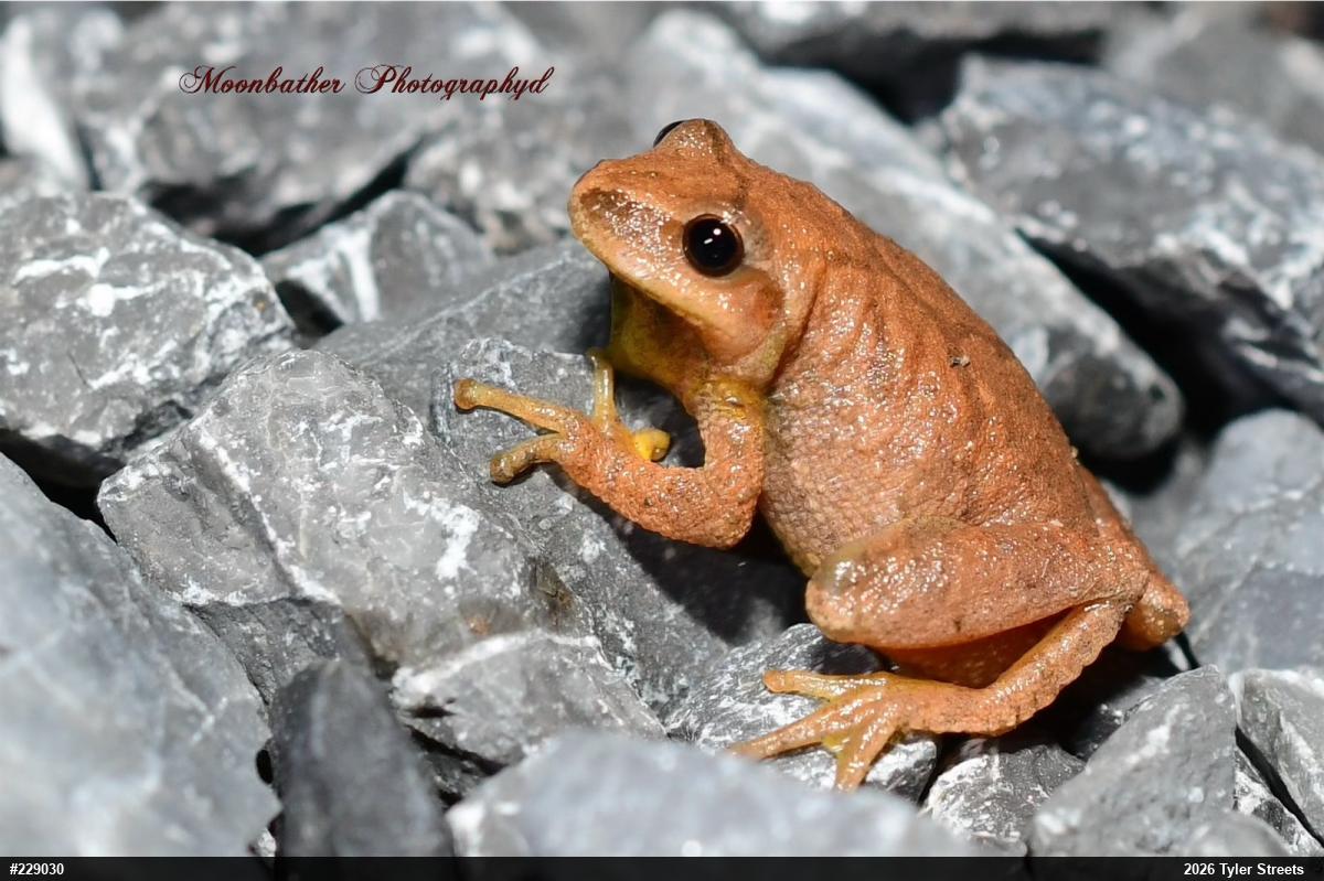 Spring Peeper