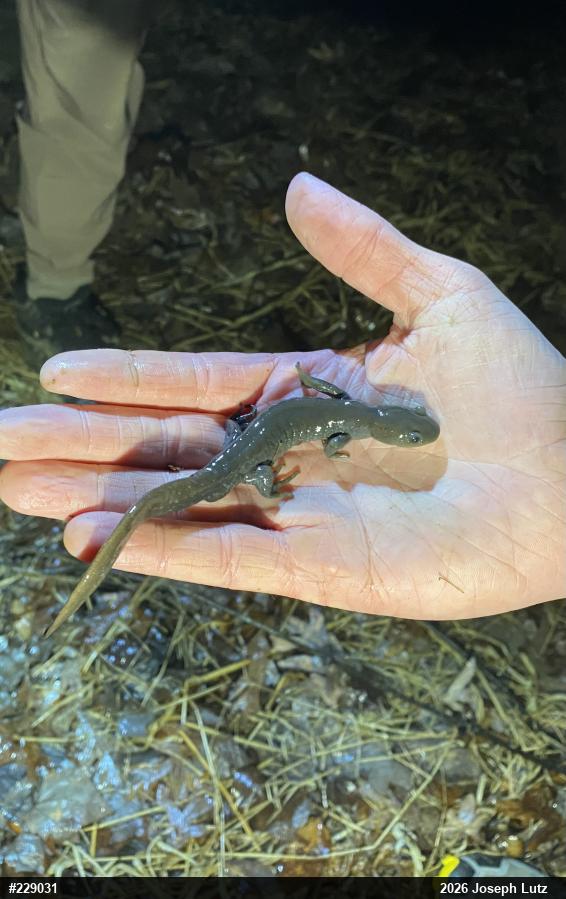 Jefferson Salamander