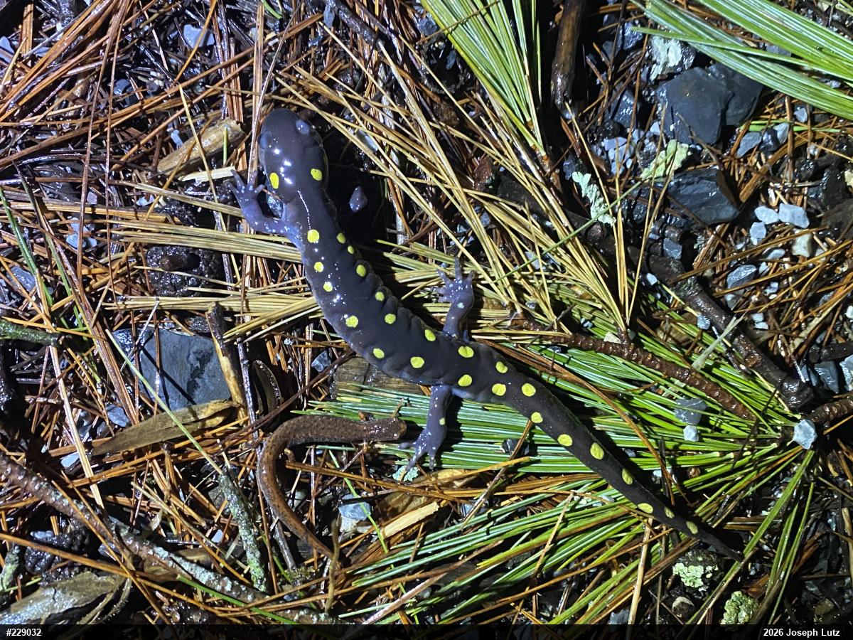 Four-toed Salamander