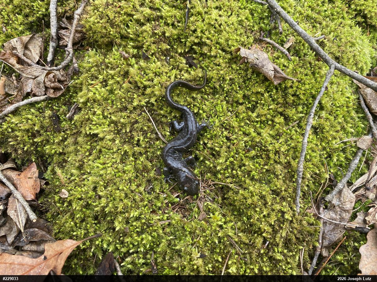 Jefferson Salamander