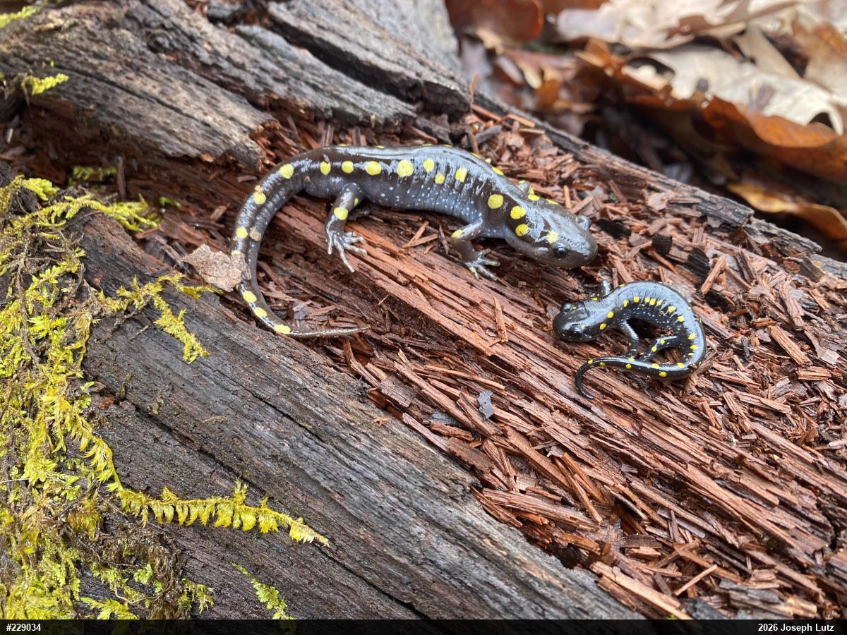 Spotted Salamander