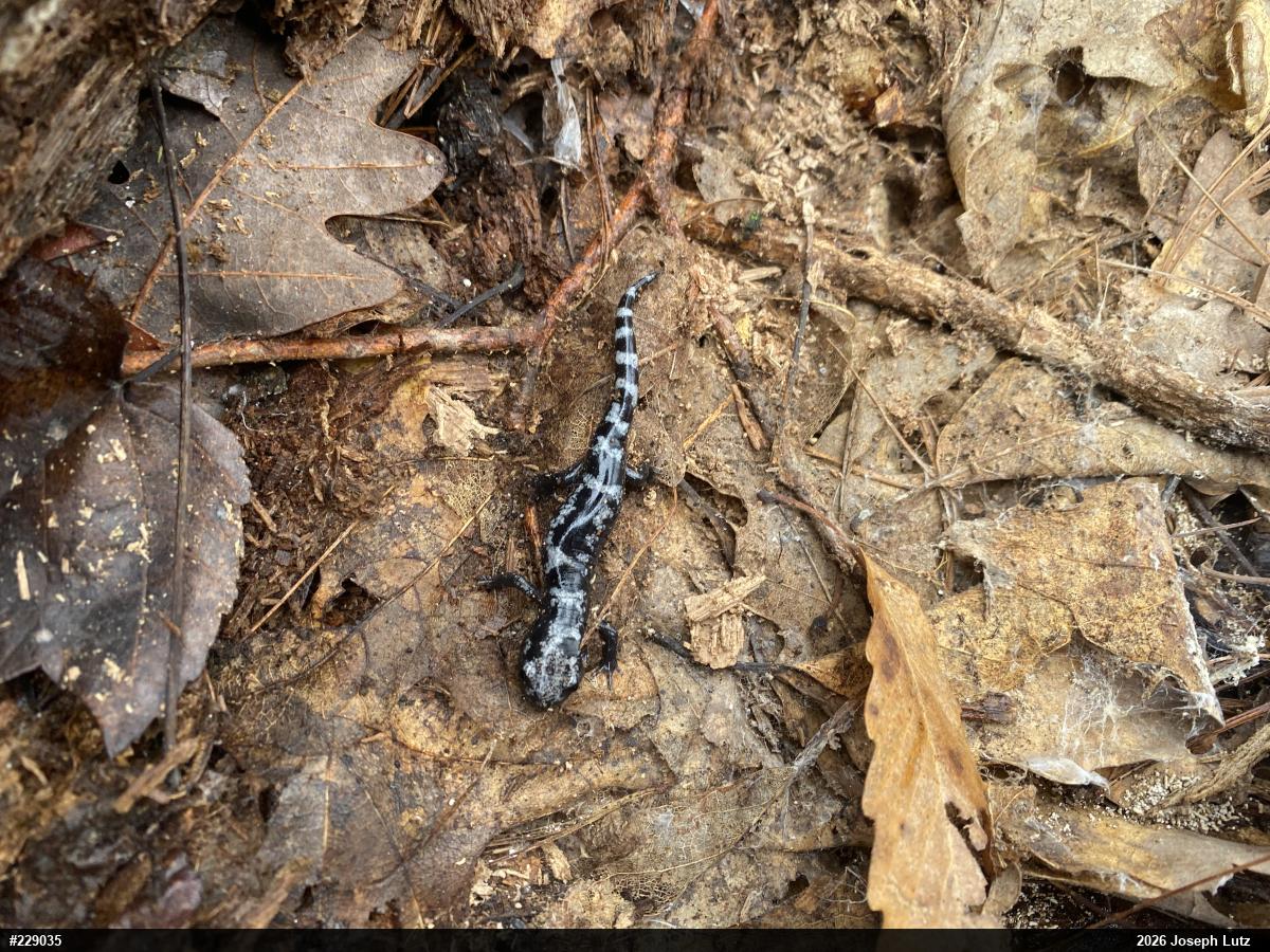 Marbled Salamander