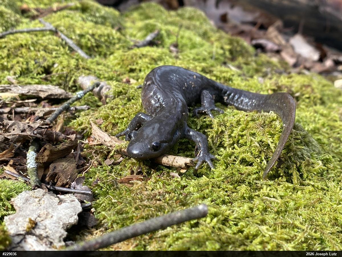 Jefferson Salamander