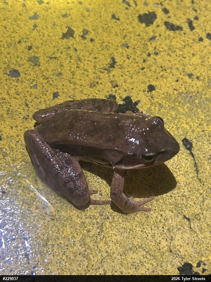 Wood Frog