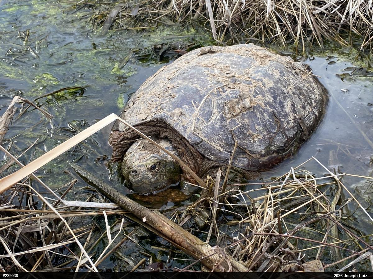 Snapping Turtle