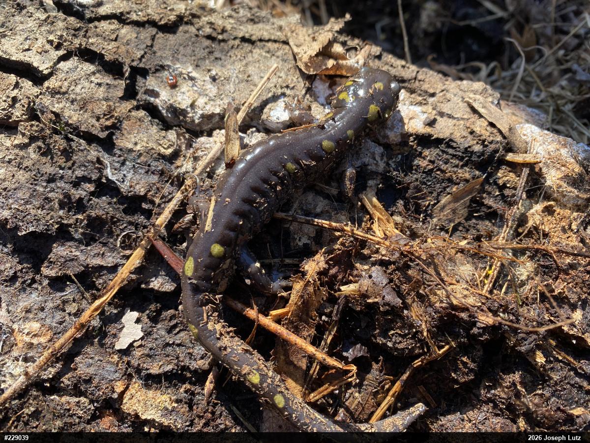 Spotted Salamander