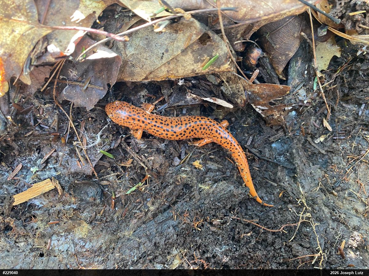 Northern Red Salamander
