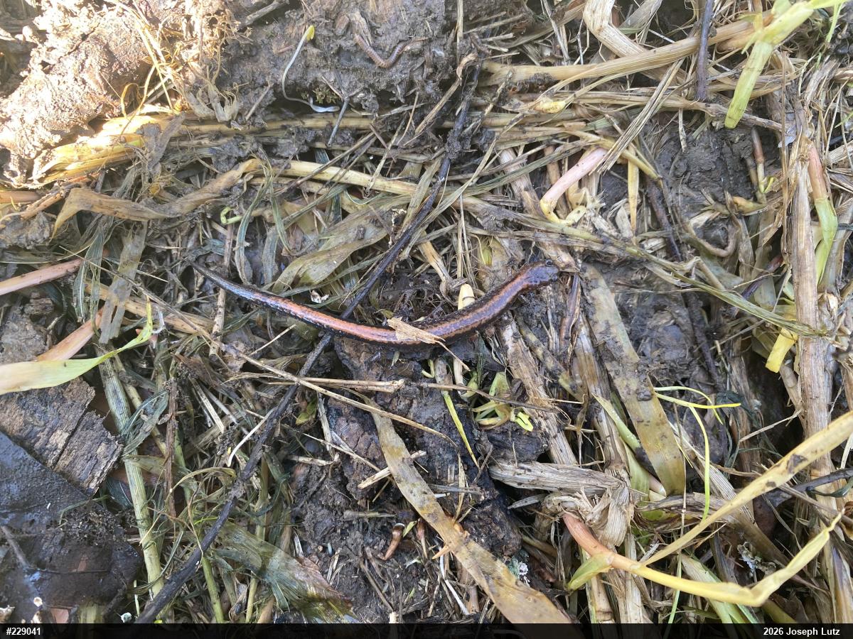 Eastern Red-backed  Salamander