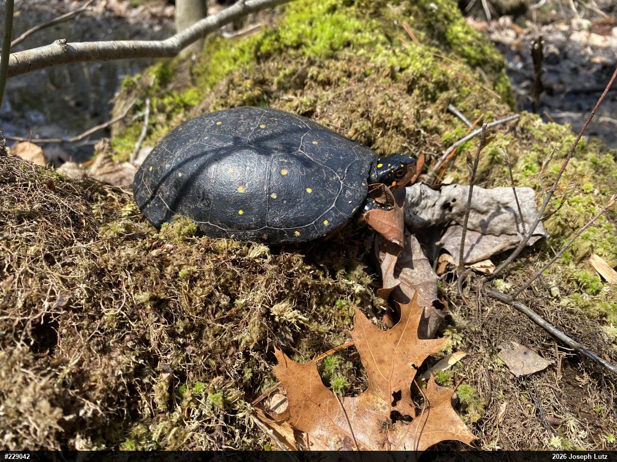 Spotted Turtle