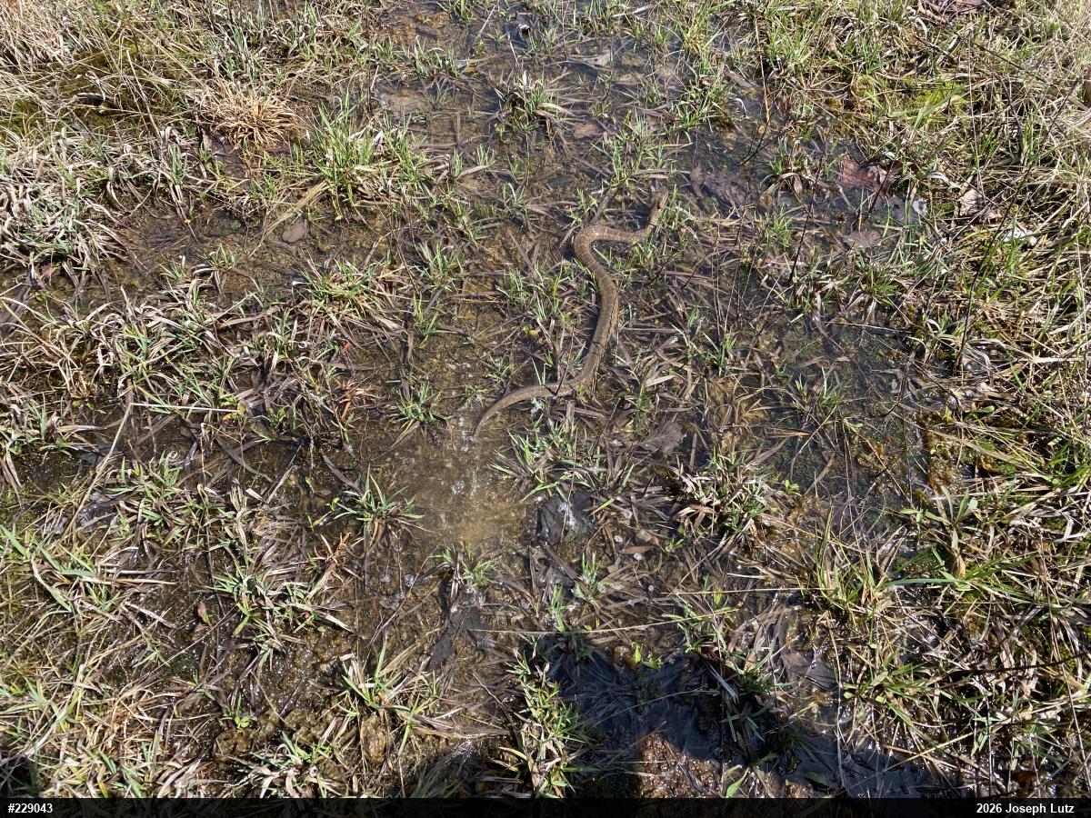 Northern Watersnake