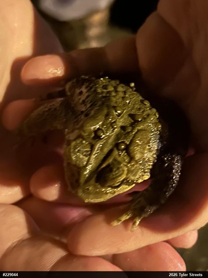 Eastern American Toad