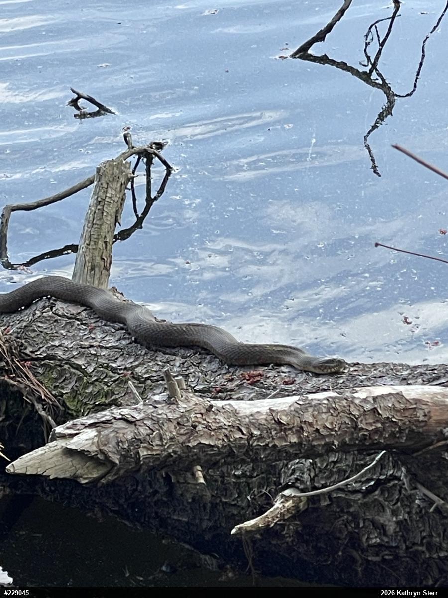 Northern Watersnake