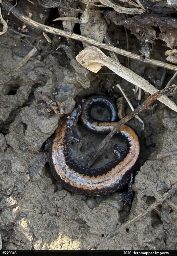 Eastern Red-backed  Salamander