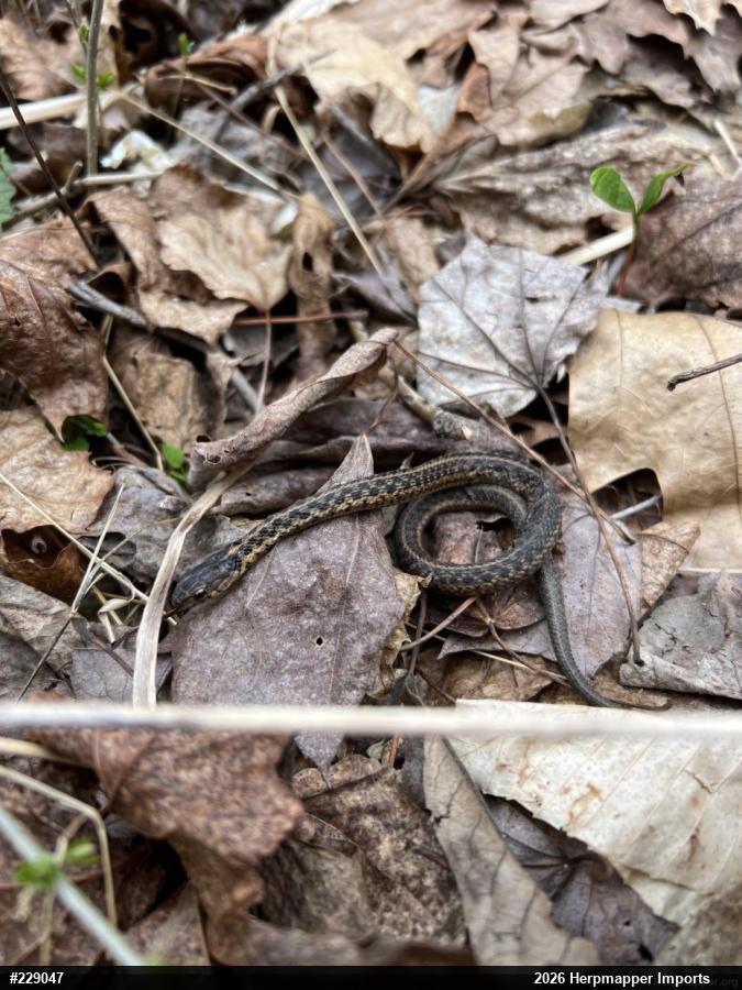 Eastern Gartersnake