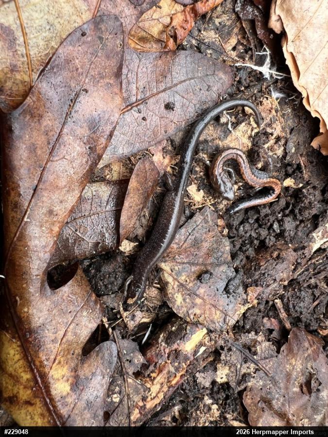 Eastern Red-backed  Salamander