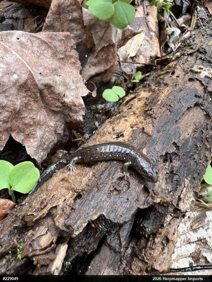 Northern Dusky Salamander