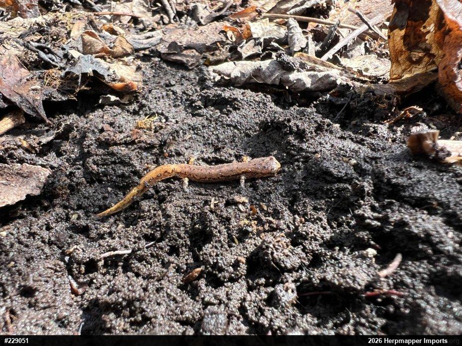 Four-toed Salamander